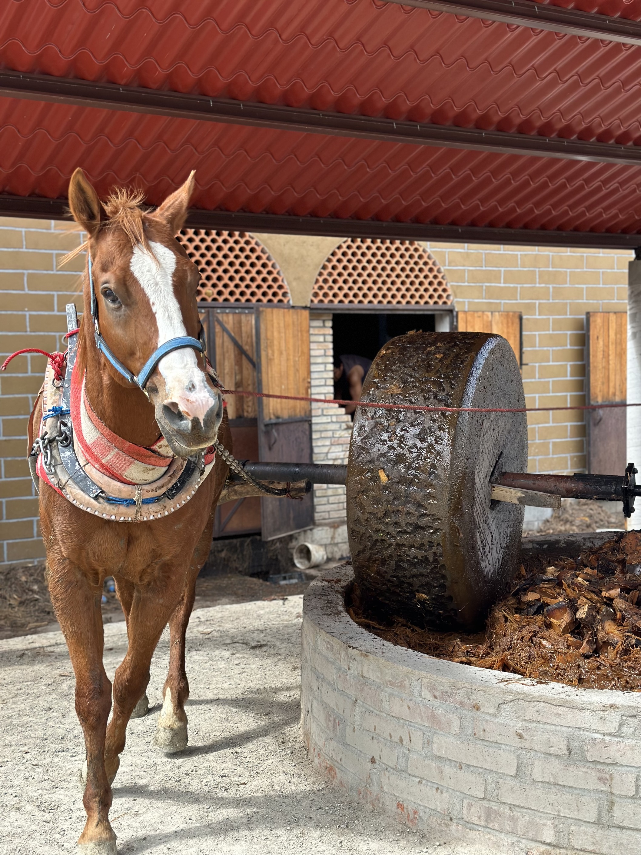 Artisanal Mezcal Distillery